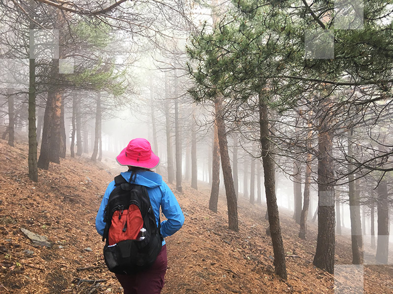 One of the hikes through the Las Alpujarras in Andalucia Spain is between the villages of Capileira and Trevélez. In spring, mists are often encountered, like in this section of the hike through a forest.